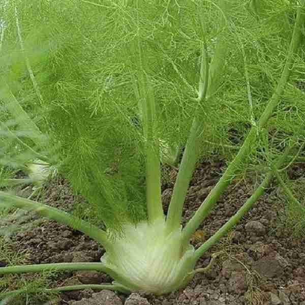 Fennal Florence Seeds