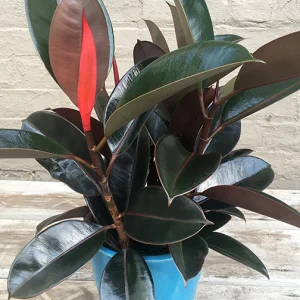 Ficus Elastica Red Rubber Plant