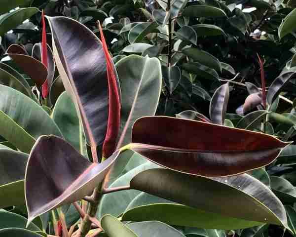 Ficus Elastica Red Rubber Plant