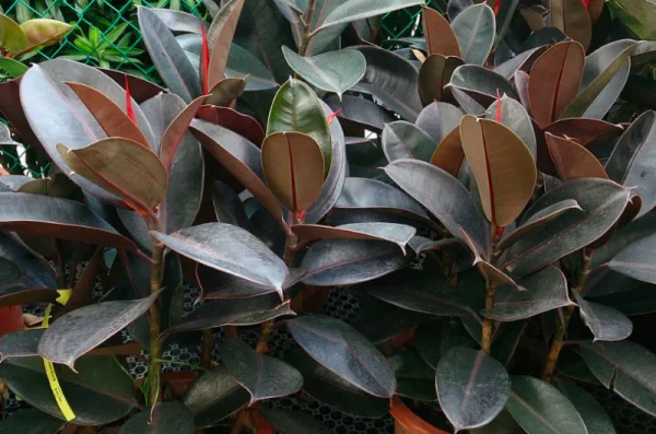 Ficus Elastica Red Rubber Plant