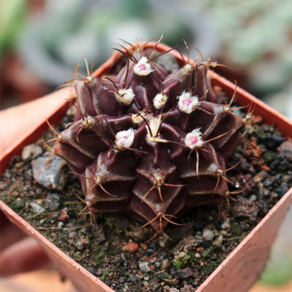Gymnocalycium mihanovichii var. Friedrichii