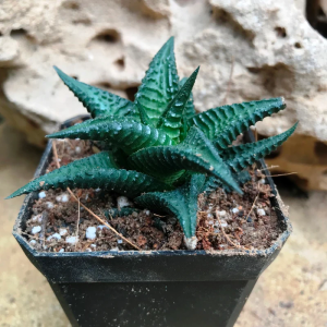 Haworthia Limifolia Nigra