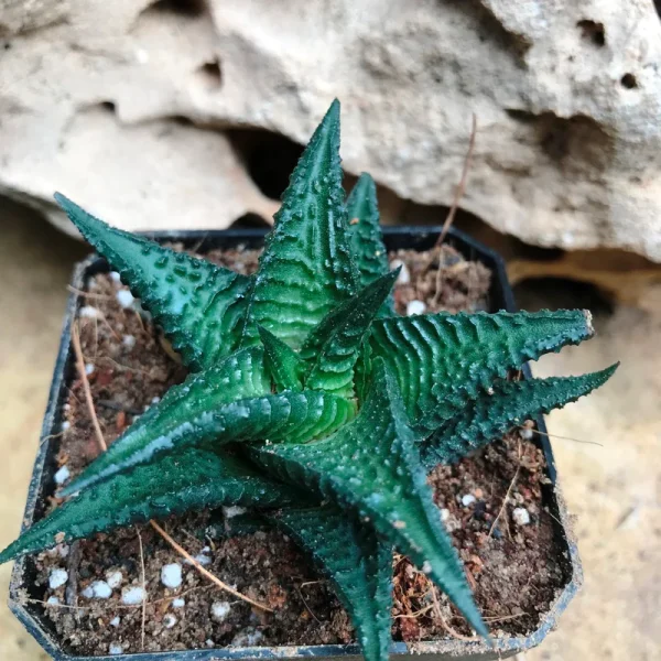 Haworthia Limifolia Nigra