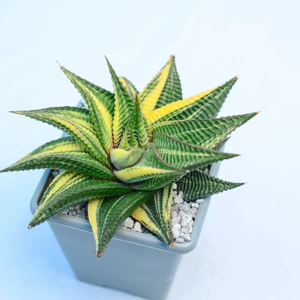 Haworthia Limifolia Variegated