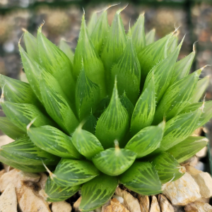 Haworthia cooperi var. cooperi