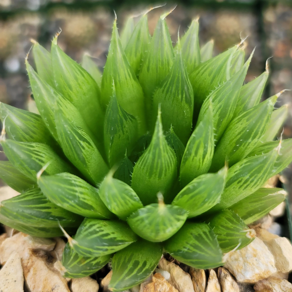 Haworthia cooperi var. cooperi