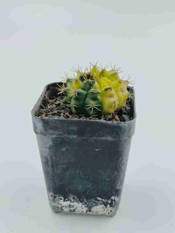 Gymnocalycium Hybrid Variegated