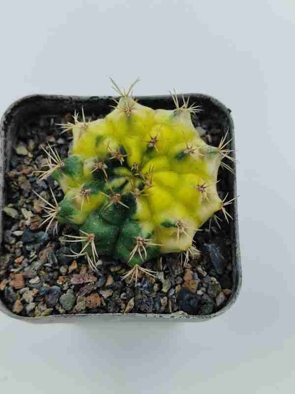 Gymnocalycium Hybrid Variegated