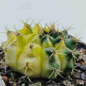 Gymnocalycium Hybrid Variegated