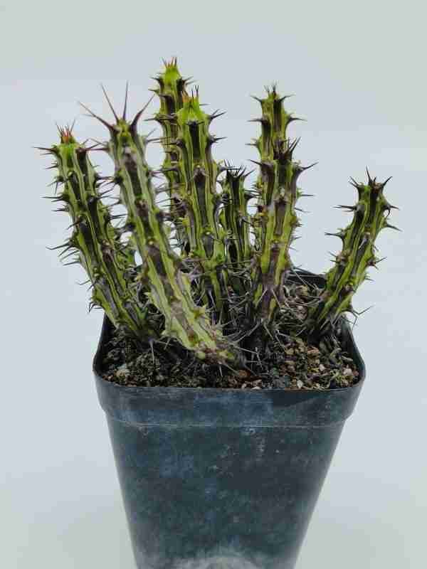 Euphorbia Sp Nova Somalia Hordio