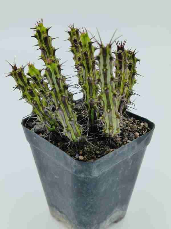 Euphorbia Sp Nova Somalia Hordio