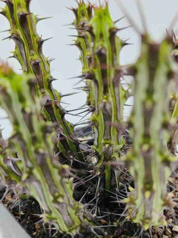 Euphorbia Sp Nova Somalia Hordio