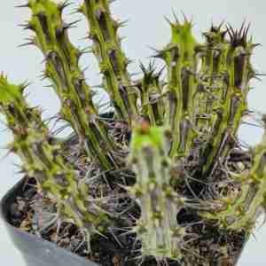Euphorbia Sp Nova Somalia Hordio