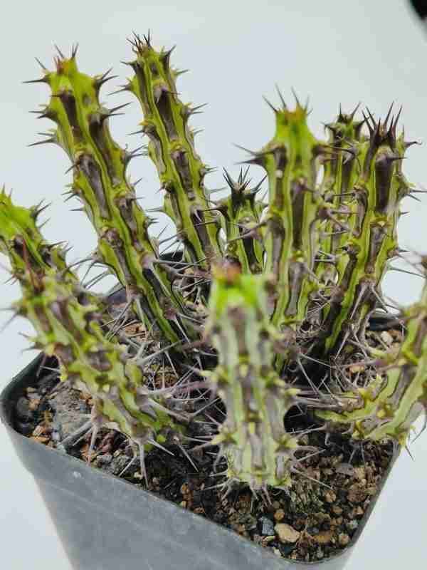 Euphorbia Sp Nova Somalia Hordio