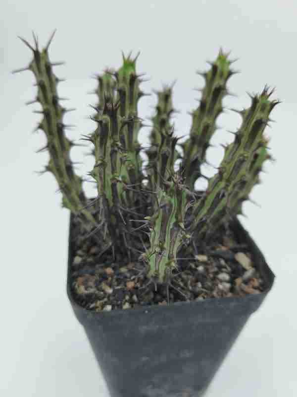Euphorbia Sp Nova Somalia Hordio
