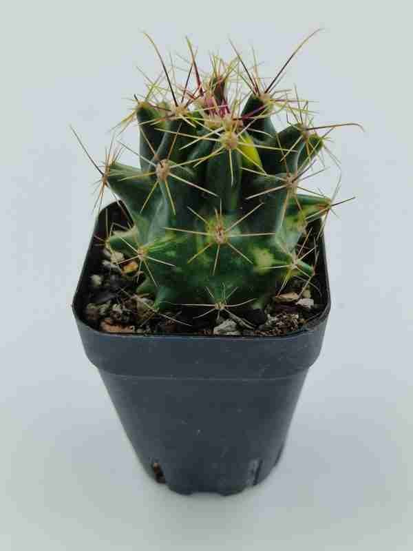 Ferocactus Hamatacanthus Variegated