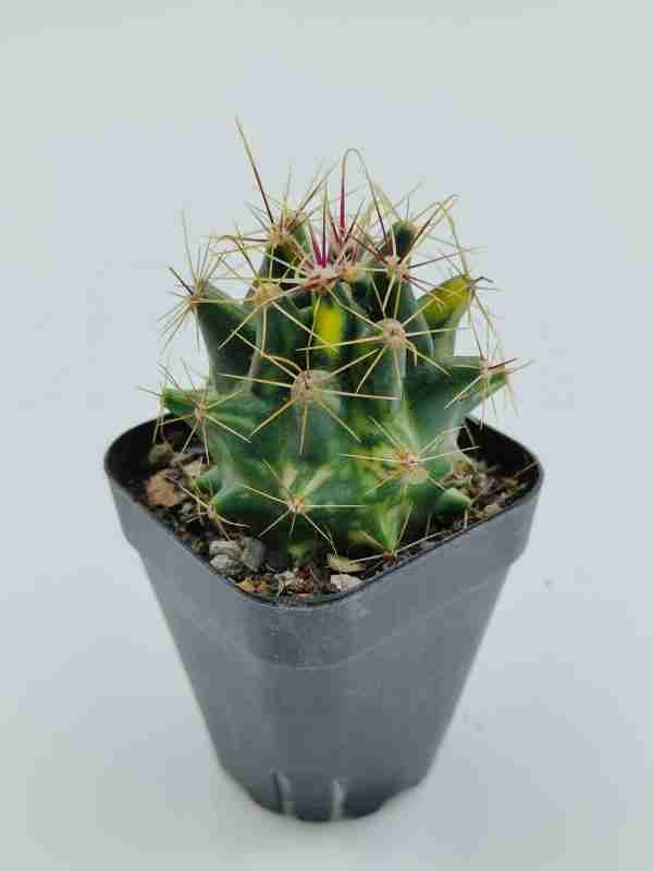 Ferocactus Hamatacanthus Variegated