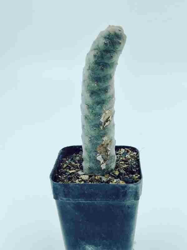 Tephrocactus Articulatus var Inermis