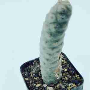 Tephrocactus Articulatus var Inermis