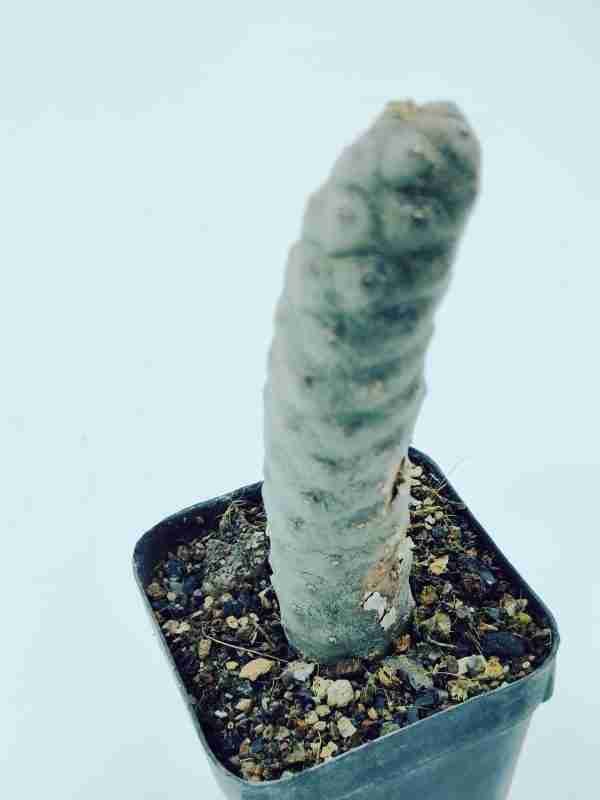 Tephrocactus Articulatus var Inermis