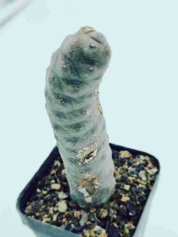 Tephrocactus Articulatus var Inermis