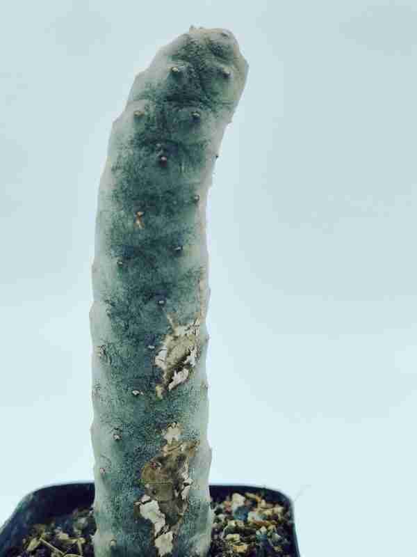 Tephrocactus Articulatus var Inermis