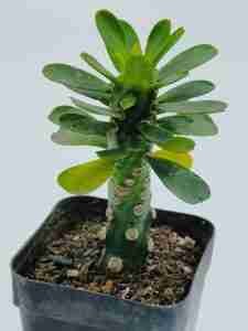 Euphorbia Royleana inermis