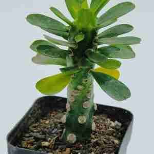 Euphorbia Royleana inermis