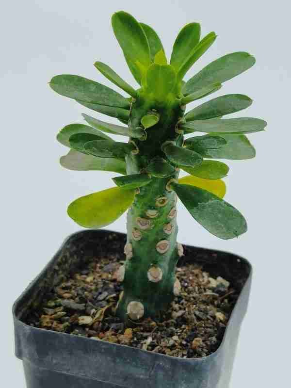 Euphorbia Royleana inermis