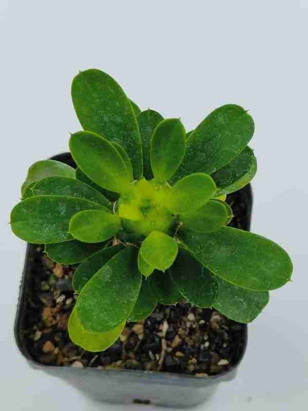 Euphorbia Royleana inermis