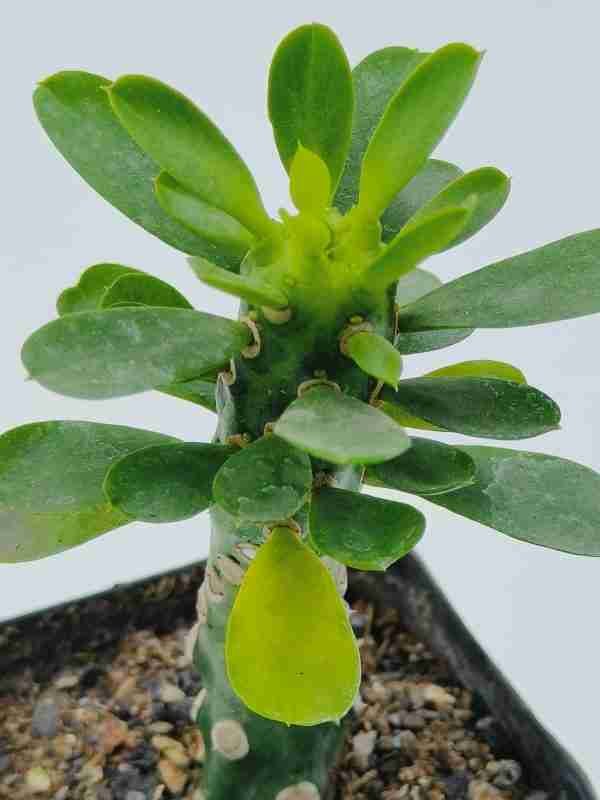 Euphorbia Royleana inermis