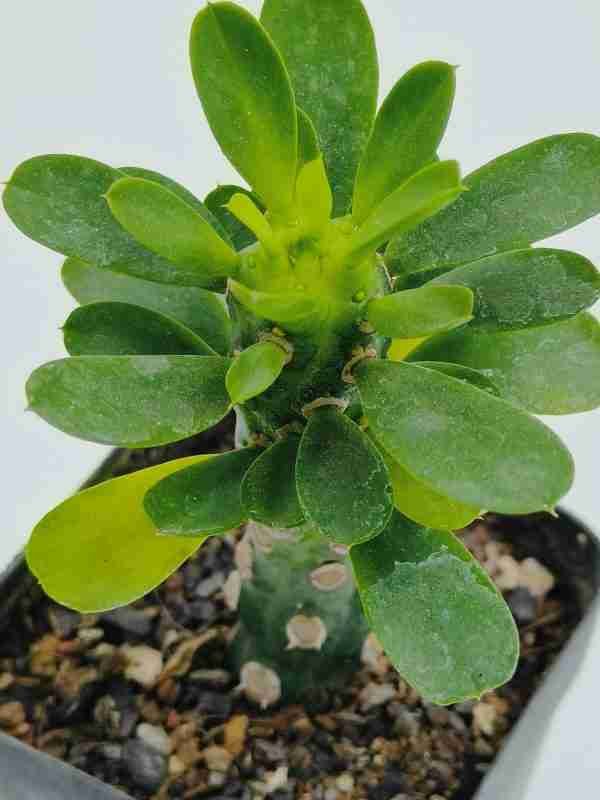 Euphorbia Royleana inermis