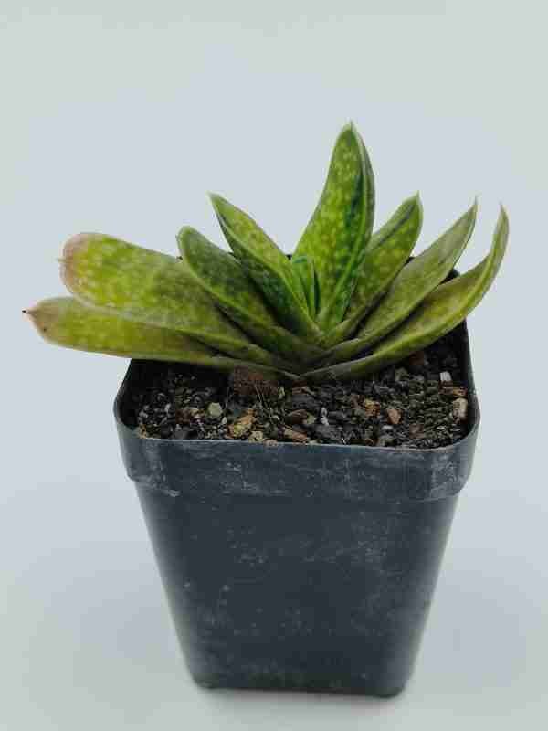 Gasteria Brachyphylla Var.