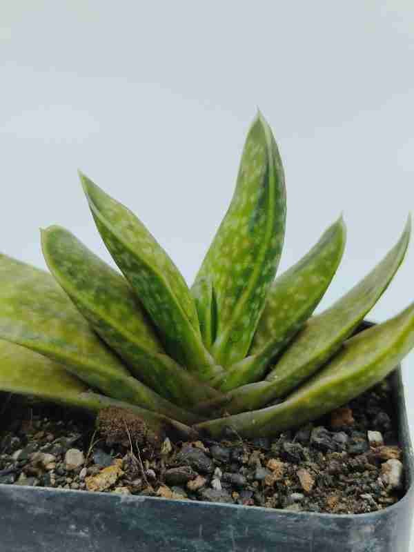 Gasteria Brachyphylla Var.