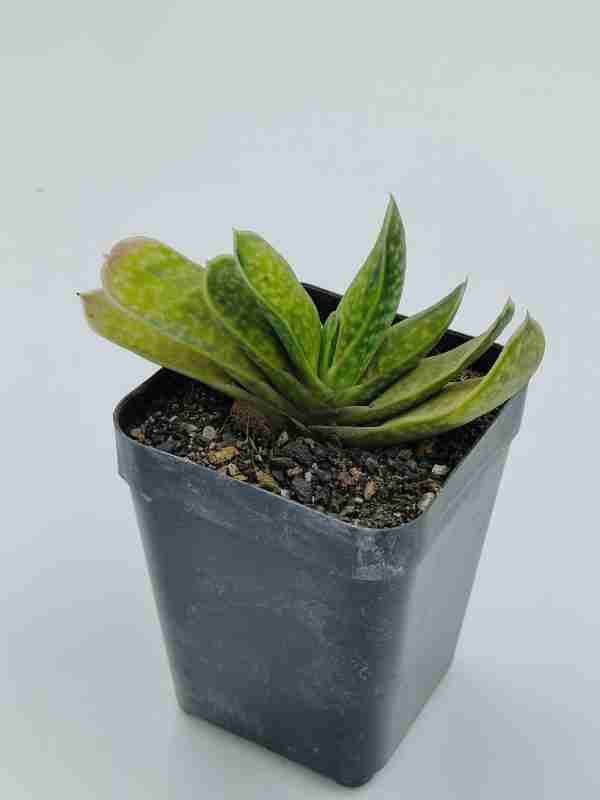 Gasteria Brachyphylla Var.