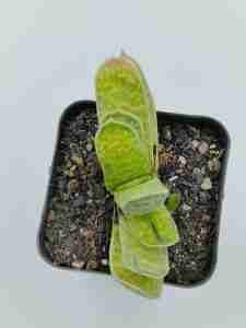 Gasteria Brachyphylla Var.