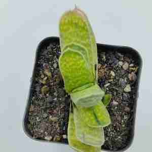 Gasteria Brachyphylla Var.