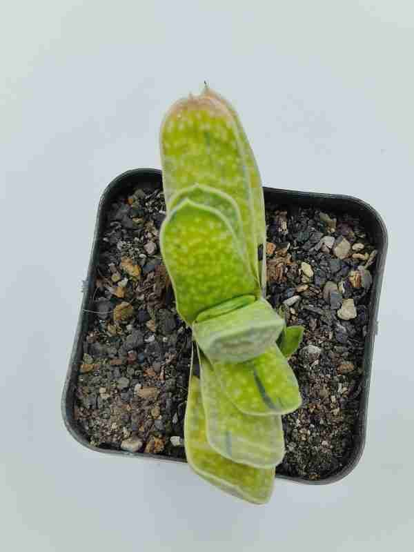 Gasteria Brachyphylla Var.