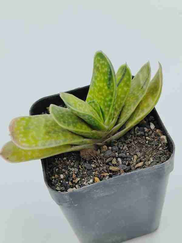 Gasteria Brachyphylla Var.