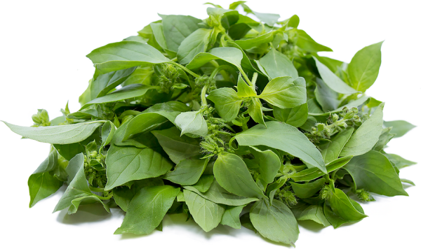 Lemon Basil Seeds