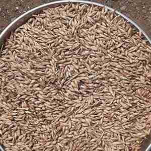 Manvel Bamboo 50 fresh seeds