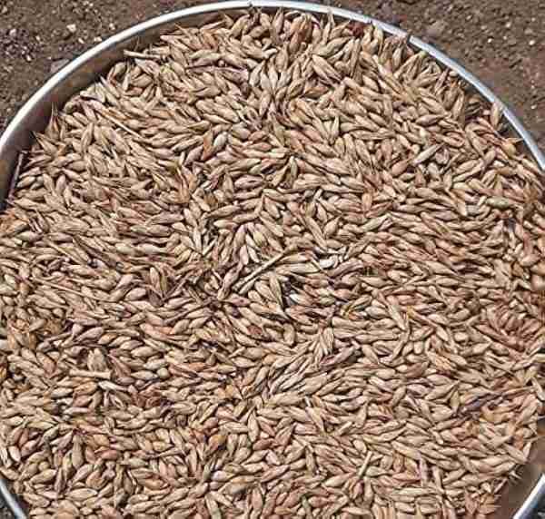 Manvel Bamboo 50 fresh seeds