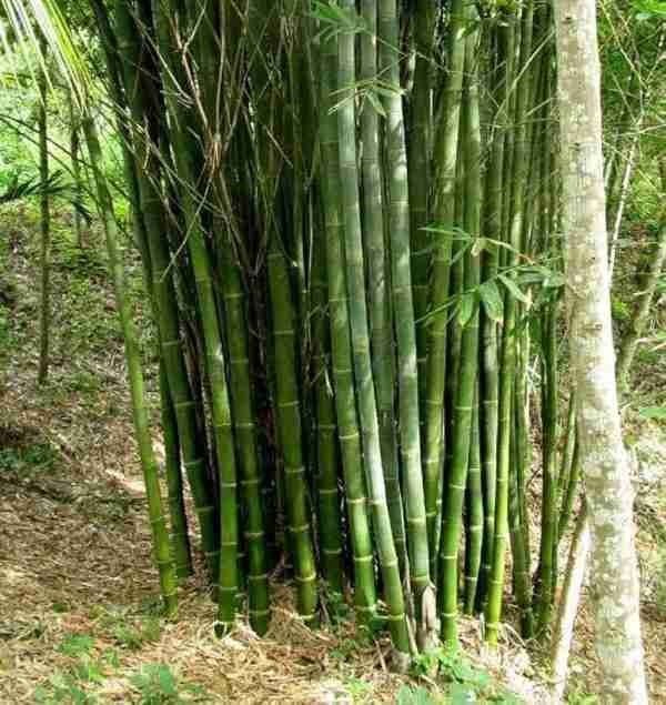 Manvel Bamboo 50 fresh seeds