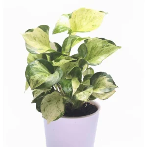 Marble Queen Money Plant