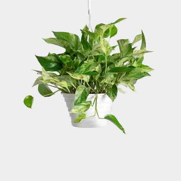 Marble Queen Money Plant