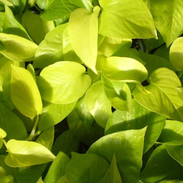 Golden Money Plant