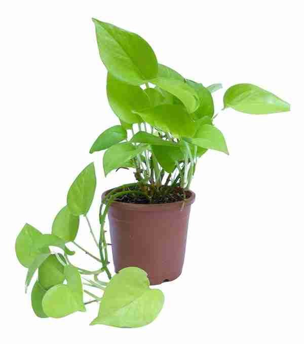 Golden Money Plant