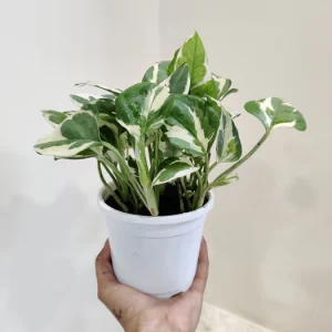 Money Plant N Joy