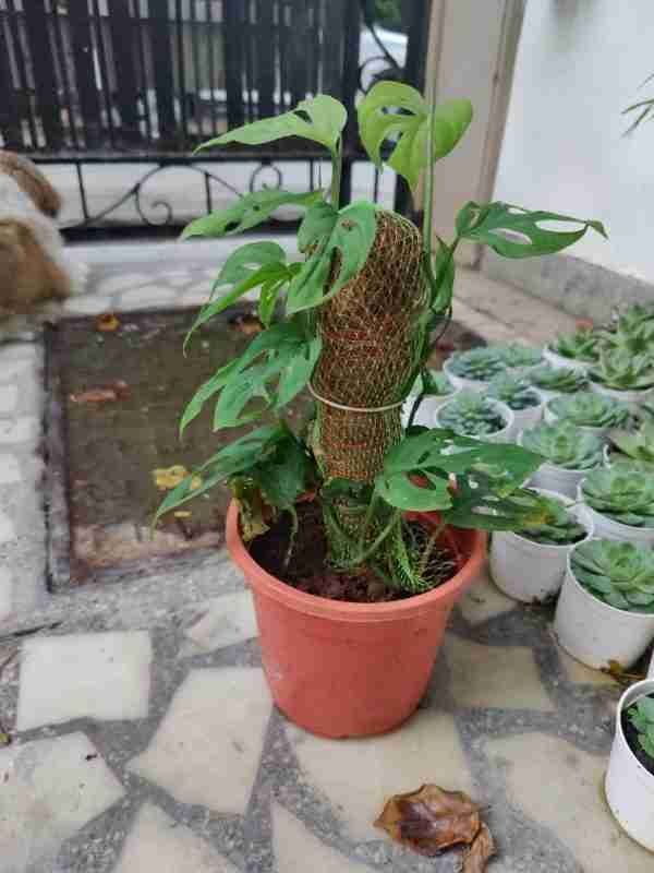 Monstera Adansonii Aka Swiss cheese plant