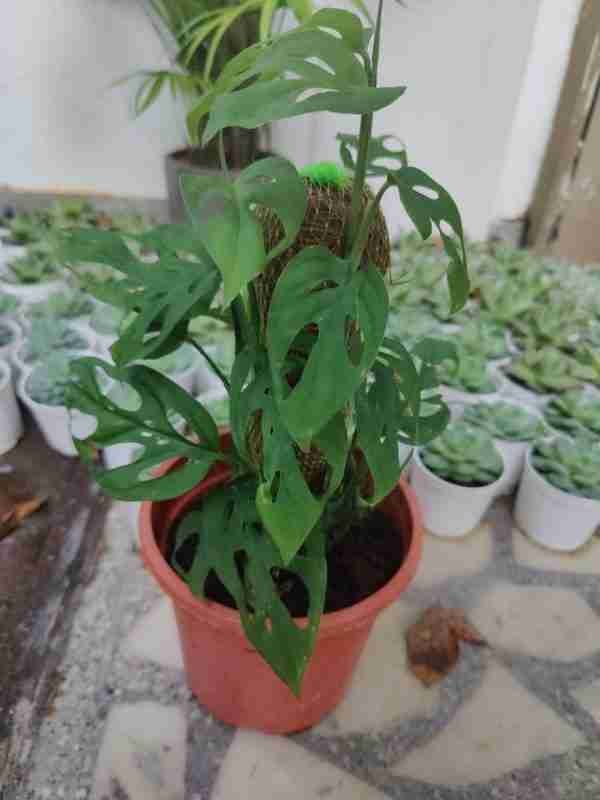 Monstera Adansonii Aka Swiss cheese plant